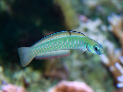 Ptereleotris