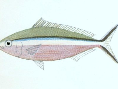 Pterocaesio