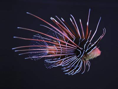 Pterois radiata