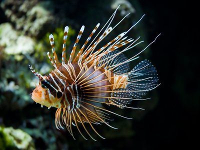 Pterois