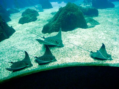 Pteromylaeus