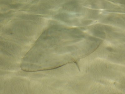 Pteroplatea