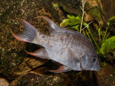 Ptychochromis