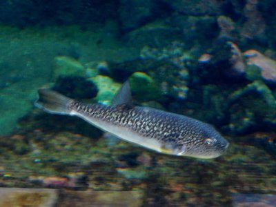 Pufferfish