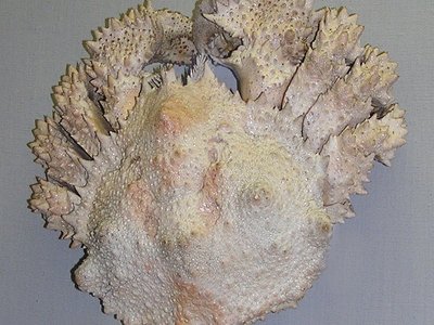 Puget Sound King Crab