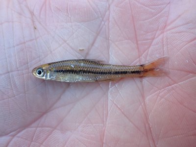 Pugnose Minnow