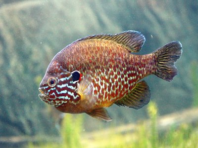 Pumpkinseed