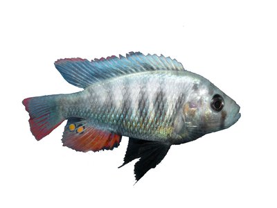 Pundamilia