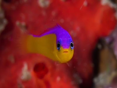Purple Dottyback