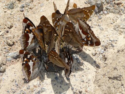 Purple Emperor