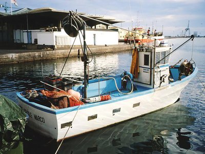 Purse Seine Anchovy