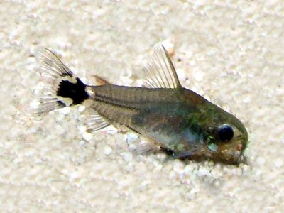 Pygmy Catfish