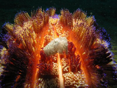Pygmy Cuttlefish