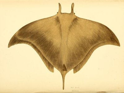 Pygmy Devilray
