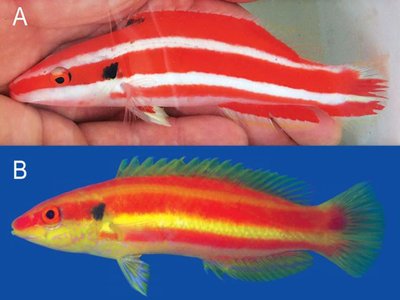Pygmy Hogfish