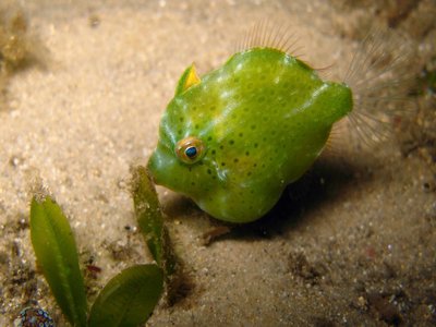Pygmy Leatherjacket