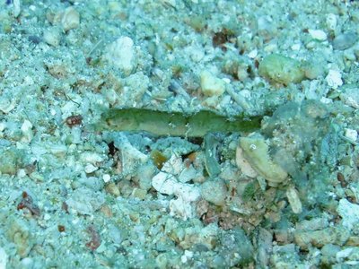 Pygmy Pipehorse