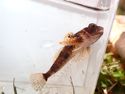 Pygmy Sculpin