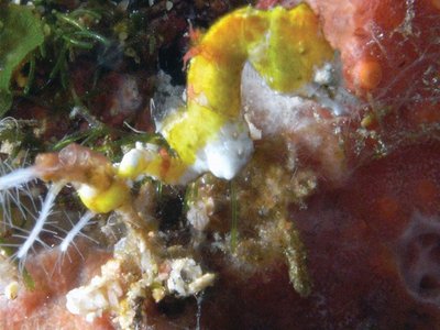 Pygmy Seahorse