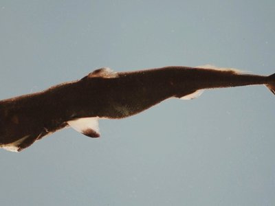 Pygmy Shark