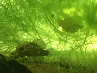 Pygmy Sunfish