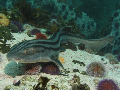 Pyjama Shark