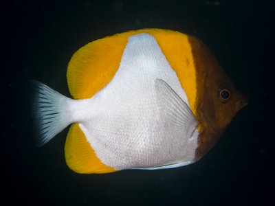 Pyramid Butterflyfish