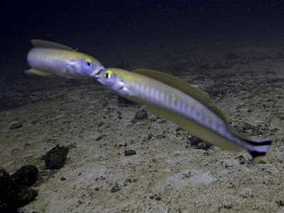 Quakerfish