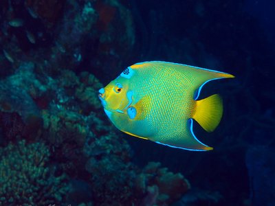 Queen Angelfish