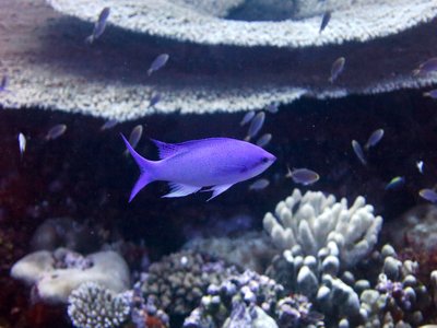 Queen Anthias