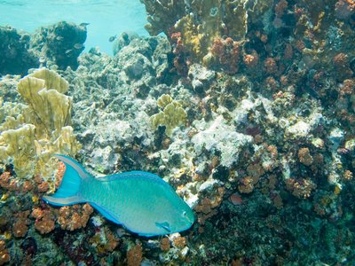 Queen Parrotfish