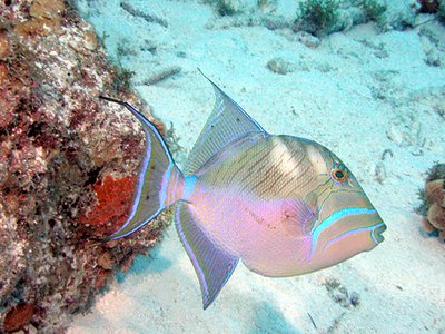 Queen Triggerfish