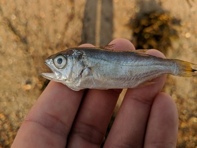 Queenfish