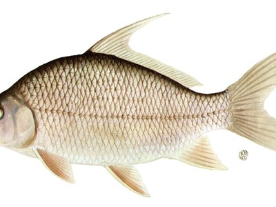 Quillback