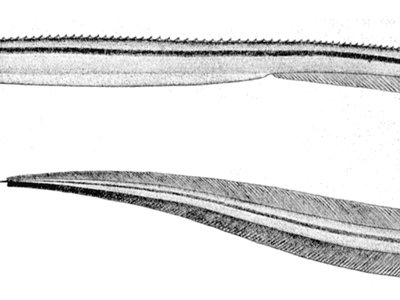 Quillfish