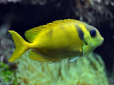 Rabbitfish