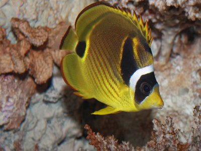 Raccoon butterflyfish