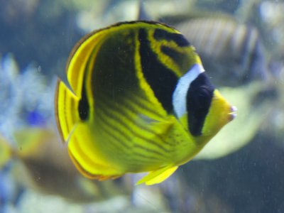 Racoon butterflyfish