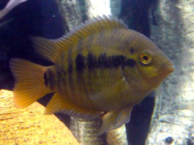 Rainbow Cichlid
