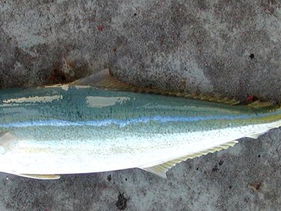 Rainbow Runner