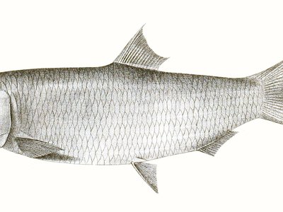 Rainbow sardine