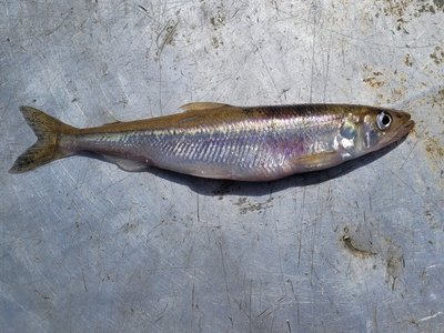 Rainbow smelt