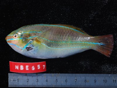 Rainbowfish