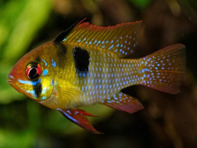 Ram cichlid