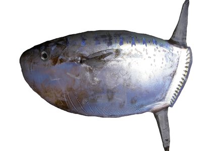 Ranzania