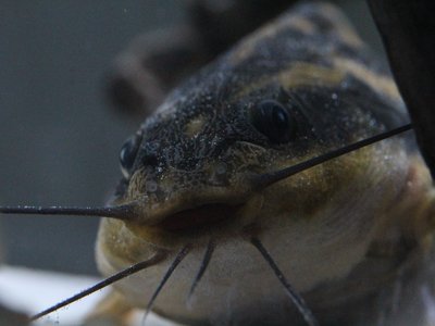 Raphael catfish