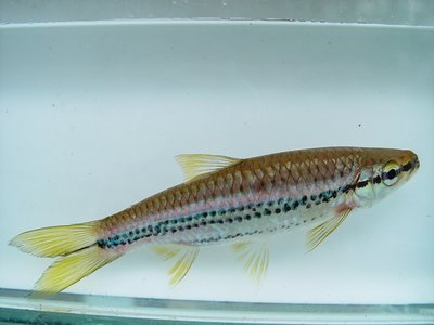 Rasbora cephalotaenia