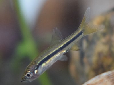Rasbora daniconius