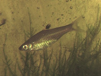 Rasbora dorsiocellata
