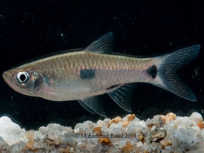 Rasbora elegans